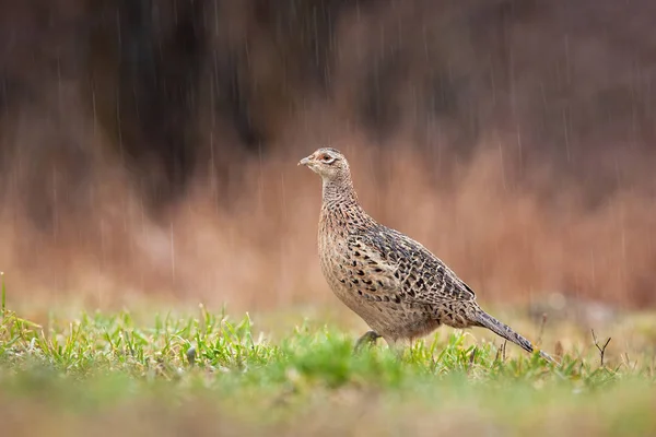 Fagiano femmina gallina comune che cammina sul prato sotto la pioggia — Foto Stock