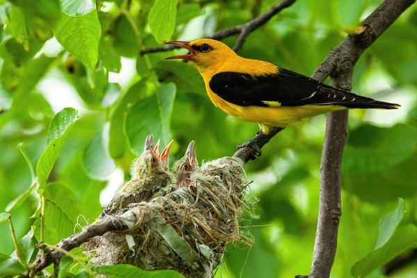 Nesting golden oriole, oriolus oriolus, in summer nature — Stock Photo, Image