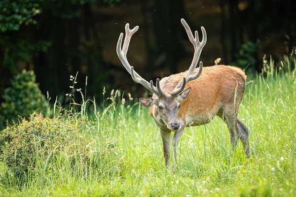 Red deer stag with head down facing camera in springtime — Stock Photo, Image