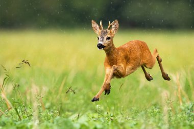 Young roe deer buck with small antlers jumping in the rain in summertime clipart
