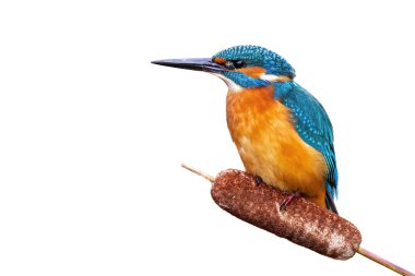 Kingfisher sazlığın tepesinden izliyor. Kopya alanı beyaza ayrılmış.