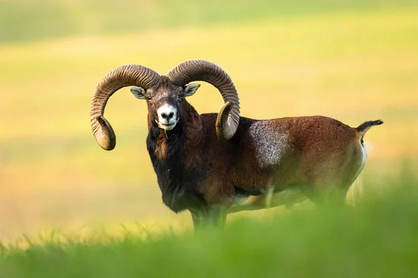 Marco completo de cuidadoso mouflon con cuernos grandes escuchando cuidadosamente en verano — Foto de Stock