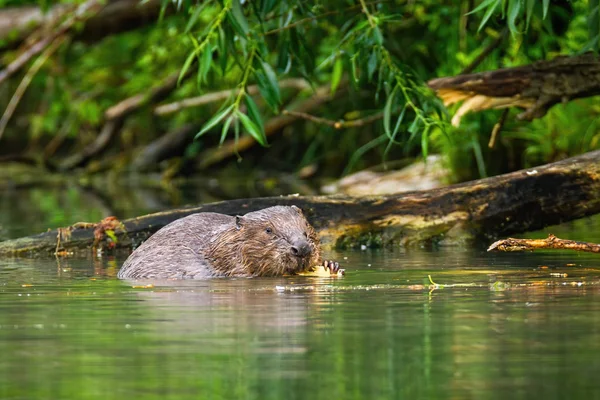 Eurasian beaver eating and nibbling wood in the river — Stock Photo, Image