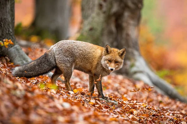 Cute dorosły czerwony lis w zimie powłoki stoi aparat fotograficzny w lesie jesienią. — Zdjęcie stockowe