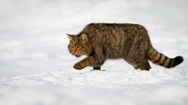 European wildcat macho grooming sí mismo en la nieve — Foto de Stock