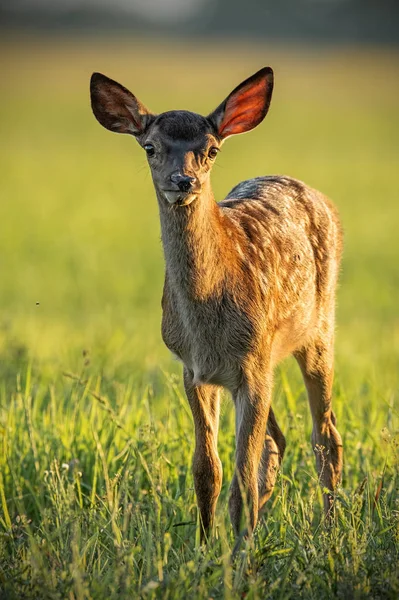 Jovem bebê bonito cervo vermelho, chalus elaphus, fawn em luz quente do pôr do sol . — Fotografia de Stock