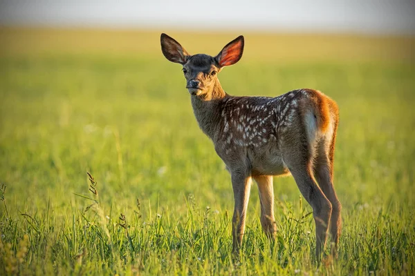 Young cute baby red deer, cervus elaphus, fawn in warm sunset light. — Stock Photo, Image