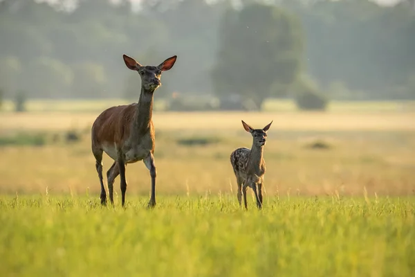 Red deer hind with calf walking at sunset. — Stock Photo, Image