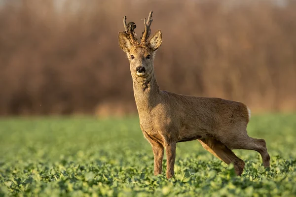Roe deer stag at sunset with winter fur. — Stock Photo, Image