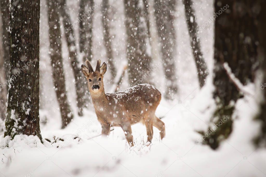 Roe deer buck in winter forest with snow falling around