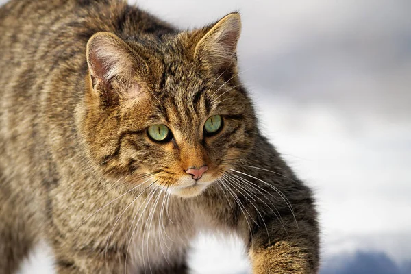 Dziki kot europejski, felis silvestris, wymyka się zimą na polowanie — Zdjęcie stockowe