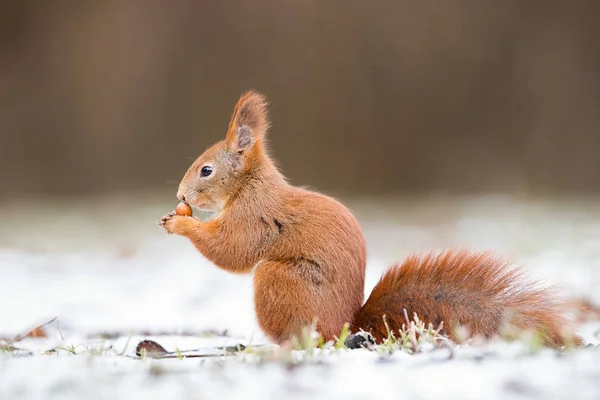 Красная белка, sciurus vulgaris, о захвате ореха на снегу — стоковое фото