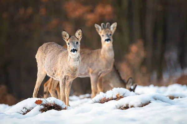 Ciervo ciervo y ciervo mirando a la cámara en invierno — Foto de Stock