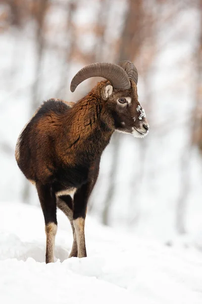 Mouflon beran s rohy hlídat v zasněženém lese. — Stock fotografie