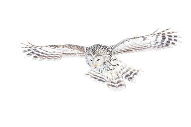 Ural baykuş, strix uralensis, beyaz arka planda tek başına uçuyor.