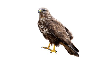 Yaygın bir akbaba. Güçlü bir yırtıcı kuş. Beyazların üzerinde izole bir şekilde oturuyor.