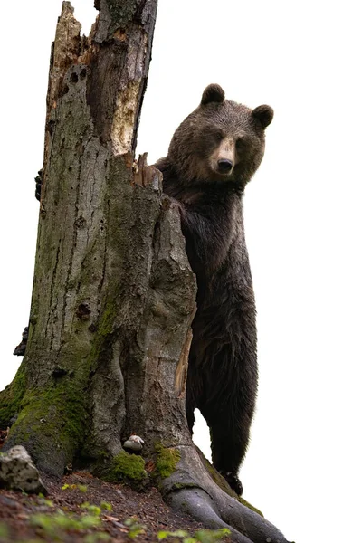 Urso castanho em pé junto a um tronco de árvore isolado sobre fundo branco — Fotografia de Stock