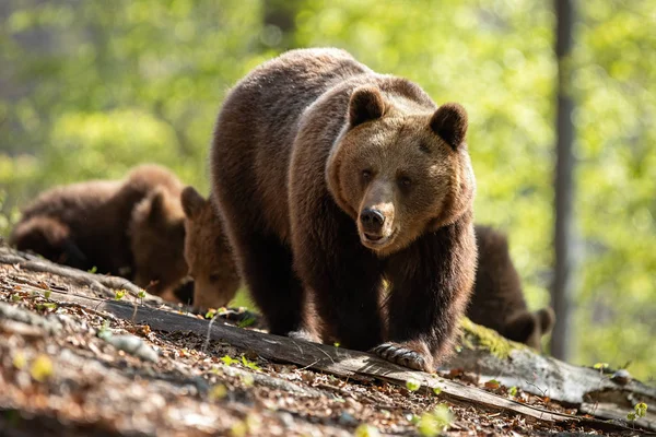 Mãe urso marrom levando seus dois filhotes no caminho através da floresta — Fotografia de Stock