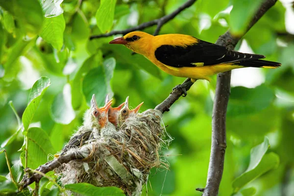 Oriole dorée eurasienne à plumage jaune et noir — Photo