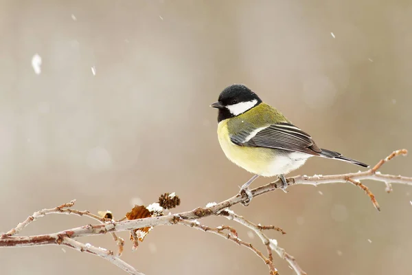 Great tit sitting on a twig in winter during snowfall — ストック写真