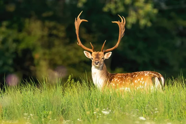 Massive fallow deer stag with antlers and spots on a green meadow in summer — Stock Photo, Image