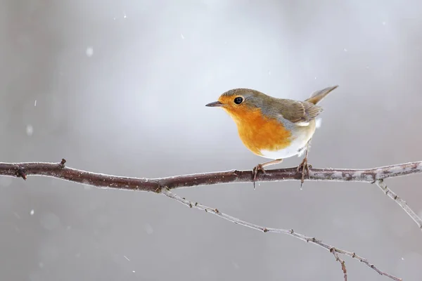 Evropský robin s oranžovým peřím na prsou sedí na větvičce v zimě — Stock fotografie