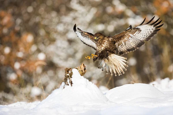 Buitre común aterrizando en un tocón de árbol cubierto de nieve en invierno —  Fotos de Stock