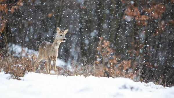 Roe herten staan in sneeuwstorm met sneeuwvlokken vallen in de winter. — Stockfoto