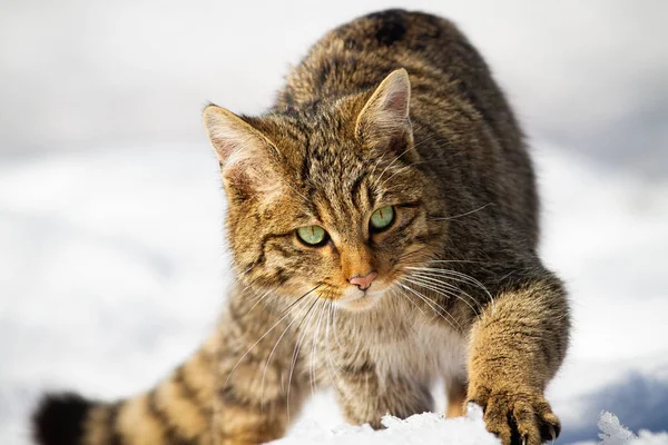 Dziki europejski dziki kot zbliża się na śniegu w zimie — Zdjęcie stockowe