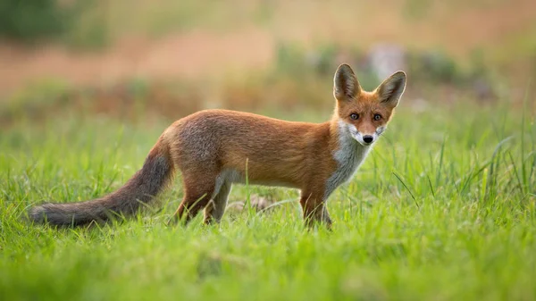Filhote de raposa vermelha curioso em pé em uma clareira e câmera de frente no verão — Fotografia de Stock