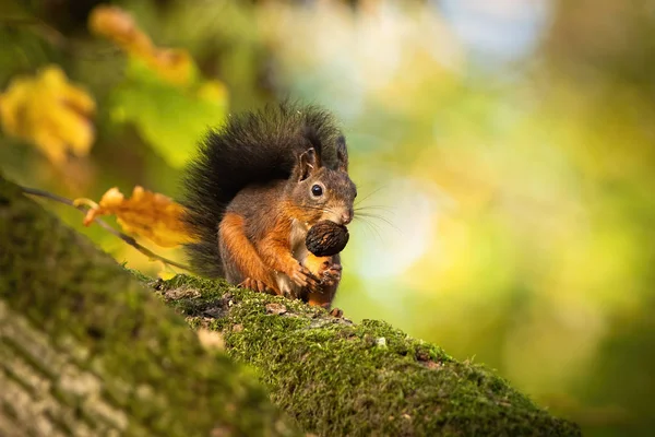 秋天，红松鼠坐在布满苔藓的树枝上，手里拿着一颗坚果 — 图库照片
