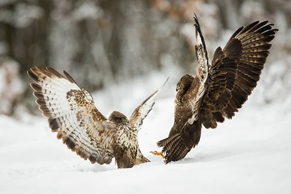 Dois buzzards comuns lutando com asas abertas na neve no inverno — Fotografia de Stock