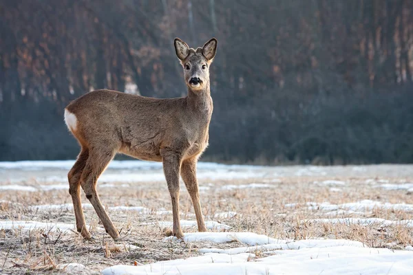 Ciervo joven espalda con pequeñas astas de pie y mirando a la cámara en invierno — Foto de Stock