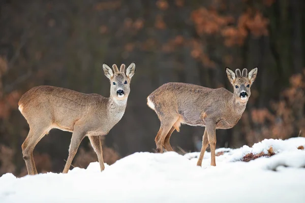 Dos ciervos salvajes mirando en invierno la naturaleza de pie sobre la nieve . —  Fotos de Stock