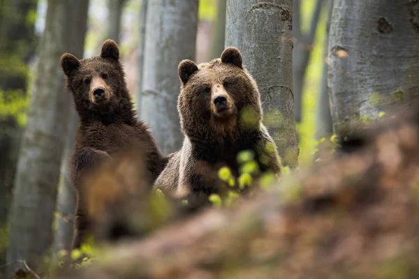 Vrouw van bruine beer samen met haar welp in het bos — Stockfoto