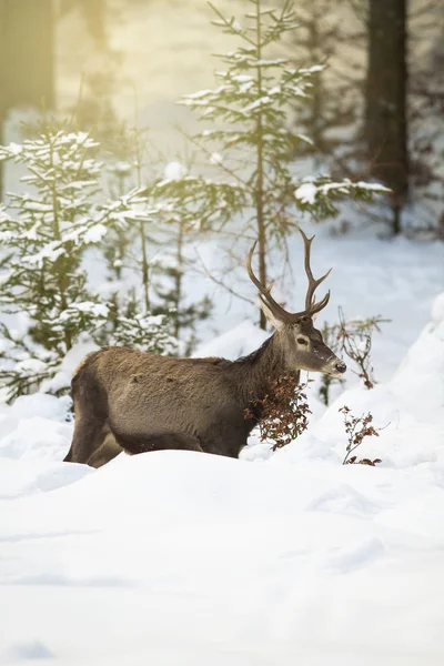 Ciervo rojo que lucha en la nieve profunda en el bosque de invierno con los rayos del sol — Foto de Stock