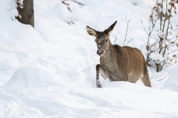 Ciervo rojo, cervus elaphus, detrás en caminar a través de la nieve en invierno — Foto de Stock