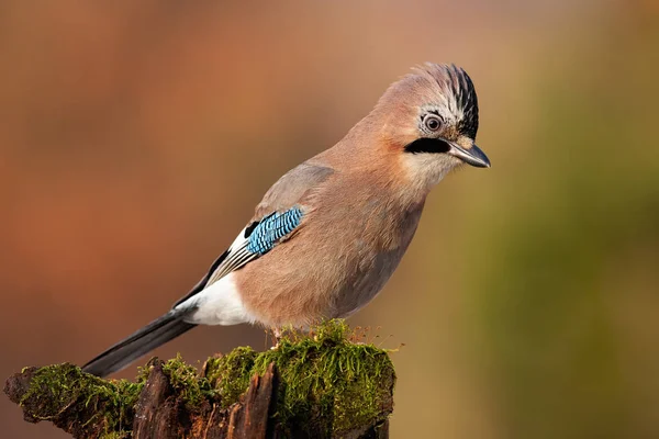 Jay sitter ovanpå gammal trädstam med grön mossa vid solnedgången. — Stockfoto