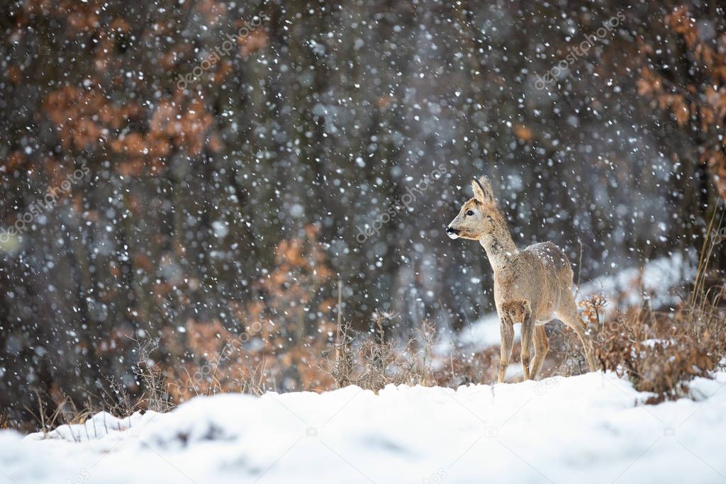 Female roe doe standing on a meadow covered with snow and forest in background