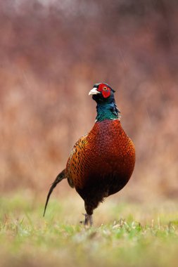 Meraklı sülün kameraya bakıyor ve baharda çayırda yürüyor..