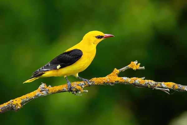 Oriole dorée adulte mâle, oriole oriolus, sur une brindille couverte de mousse en été — Photo