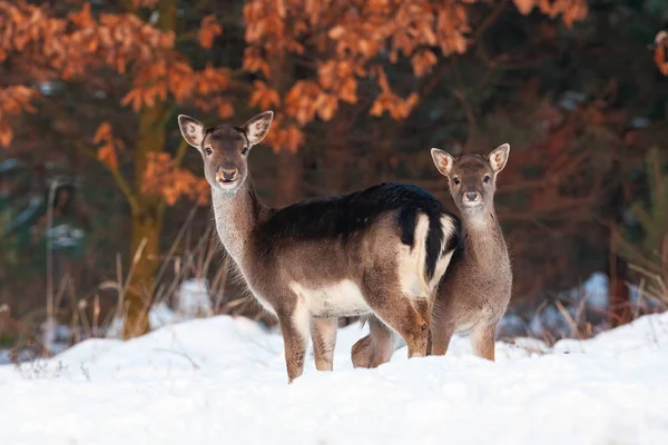 Jachère biche et faon debout près et face à la caméra — Photo