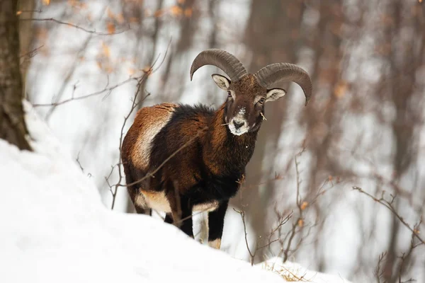 Přední pohled na divokého mufloního samce v divočině během zimy — Stock fotografie