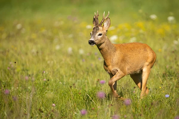 Pato de corzo caminando en un prado verde con flores en verano — Foto de Stock