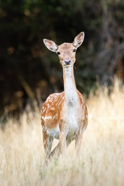 Fallow deer doe with innocent look facing camera on a meadow in summer — 스톡 사진