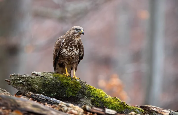 Buzzard comum curioso sentado em um ramo na floresta no outono — Fotografia de Stock