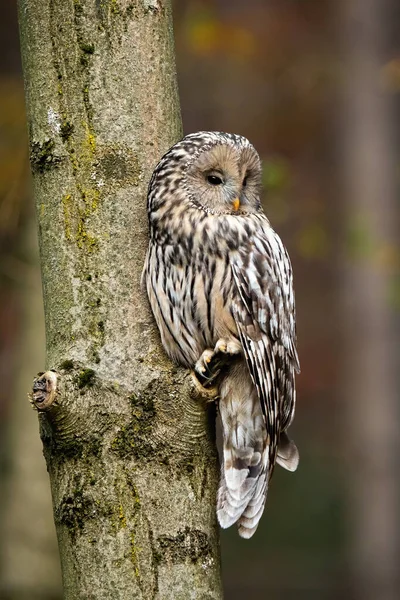Ural owl, strix uralensis, sitting on a tree in forest — Stock Photo, Image