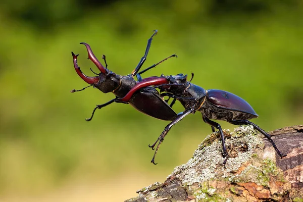 Dominant stag beetle holding defeated one in mandibles during a fight — Stock Photo, Image