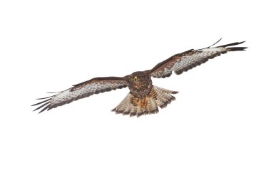 Yaygın akbaba, buteo buteo, beyaz arka planda tek başına uçuyor