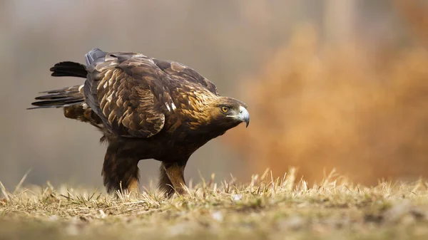 Steinadler sitzt im Herbst auf einer Wiese mit Kopierraum — Stockfoto